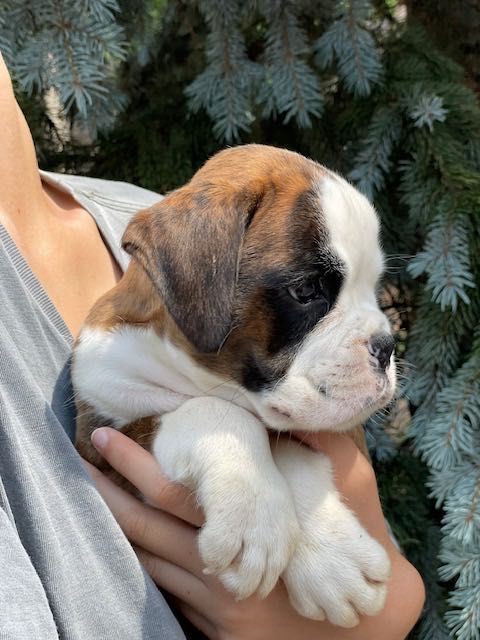 Боксер. Тигрова дівченка.