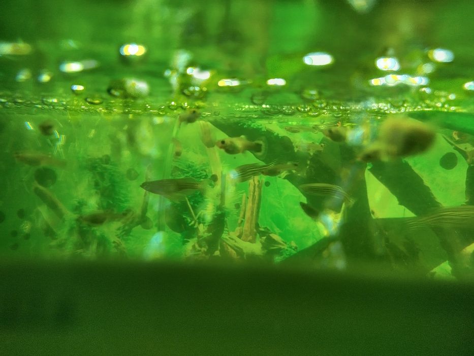 Tenho muitos guppies para vender