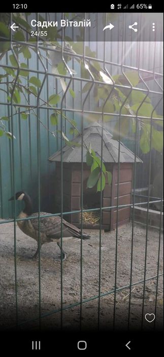 Будиночок для мандаринок, білок, птахів.