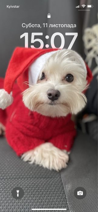 Вязка Мальтийская болонка стандарт !