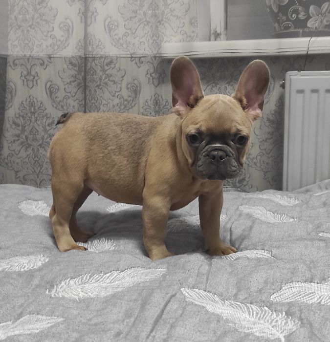 Французькі бульдоги