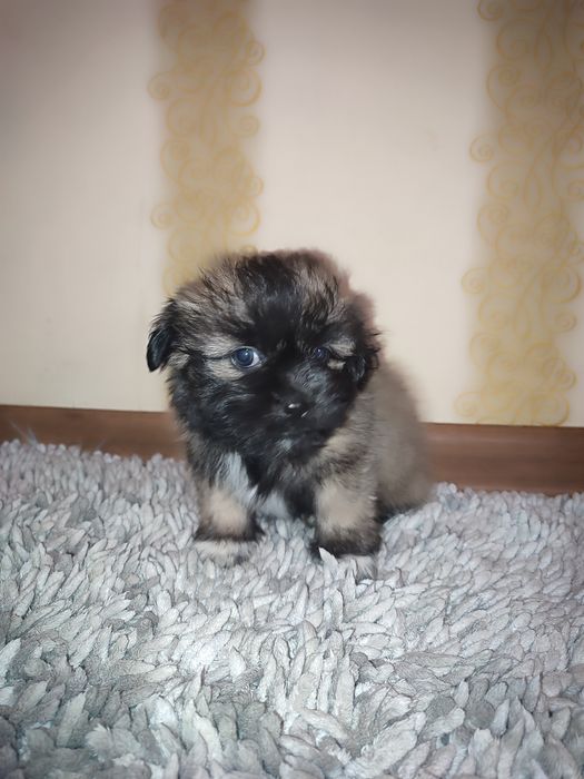 Ши тцу цуценята метиси