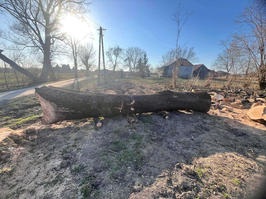 Witam mam na sprzedarz drzewo Jesion