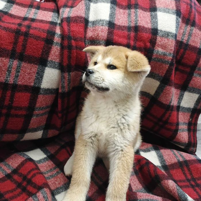 Песики Акіта-іну