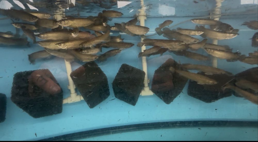 Arowana Jardini Green