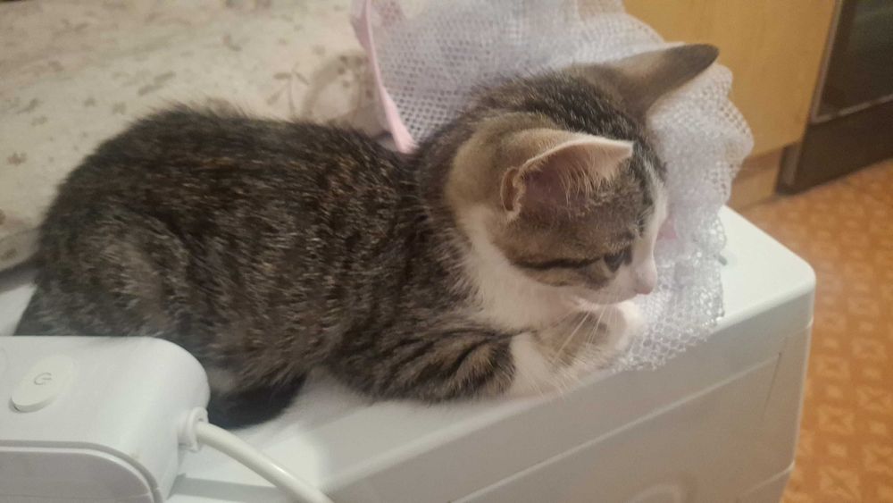 Кошенята!!!Безкоштовно!