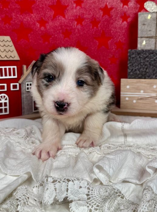 Border Collie suczka blue merle