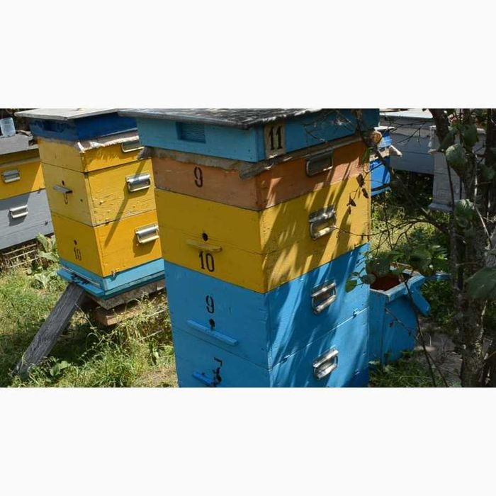 Продам пчёл семьями бджолосім"ї