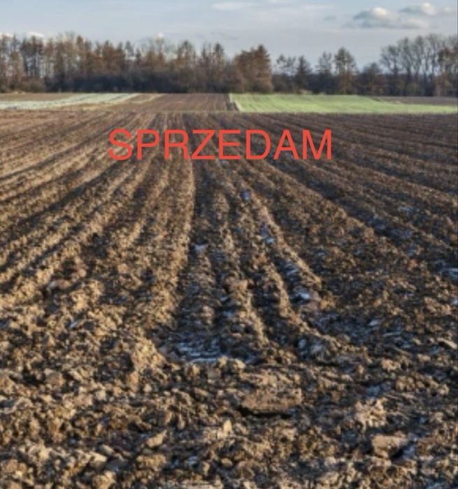 Sprzedam pole grunt rolny Kalinowa