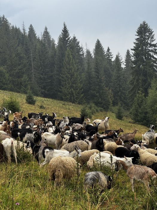 Садиба Гостинний двір с.Волосянка(Славське)