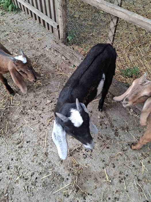 Козенята англо-нубійські