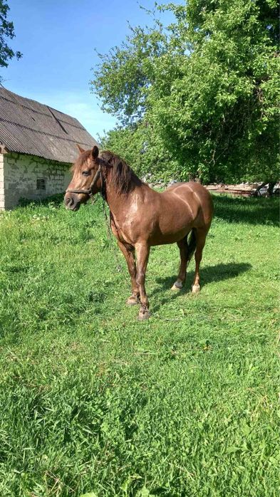 Продам красуню ,14 років ,каштанка,ціна договірна