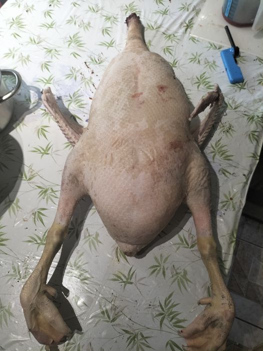 Gęś zagrodowa tusza