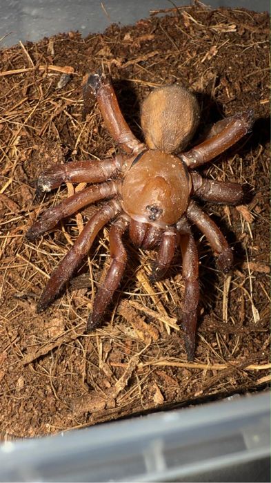 Gorgyrella inermis - Trapdoor z Tanzanii pająk