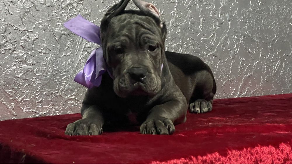 Кане корсо дівчинка