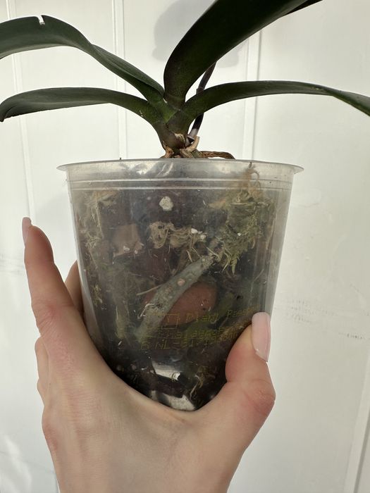 Паламос орхідея Palamos цвіте