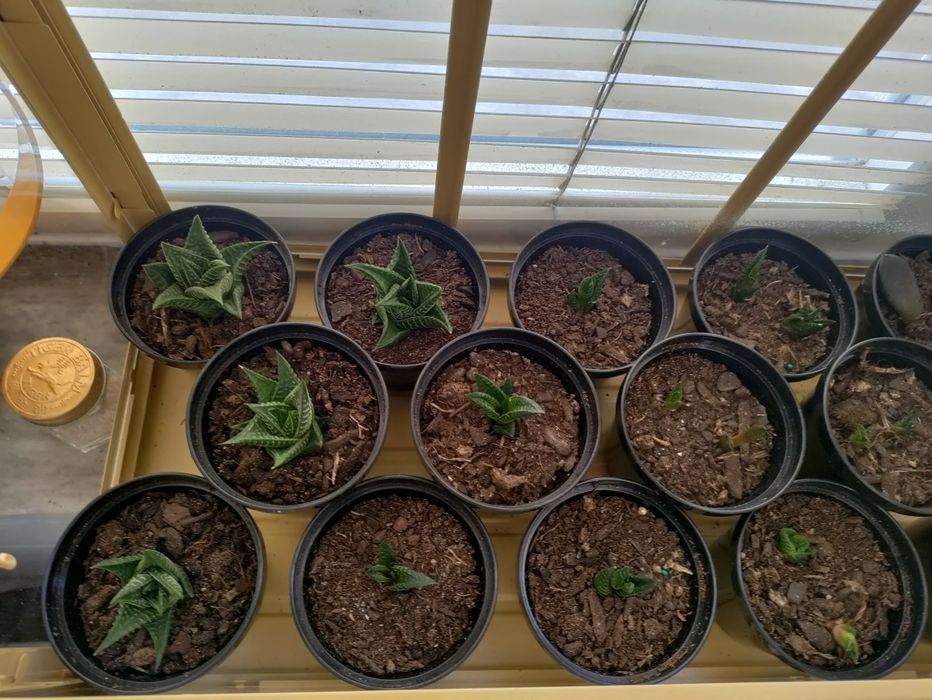 Suculenta Haworthia limifolia