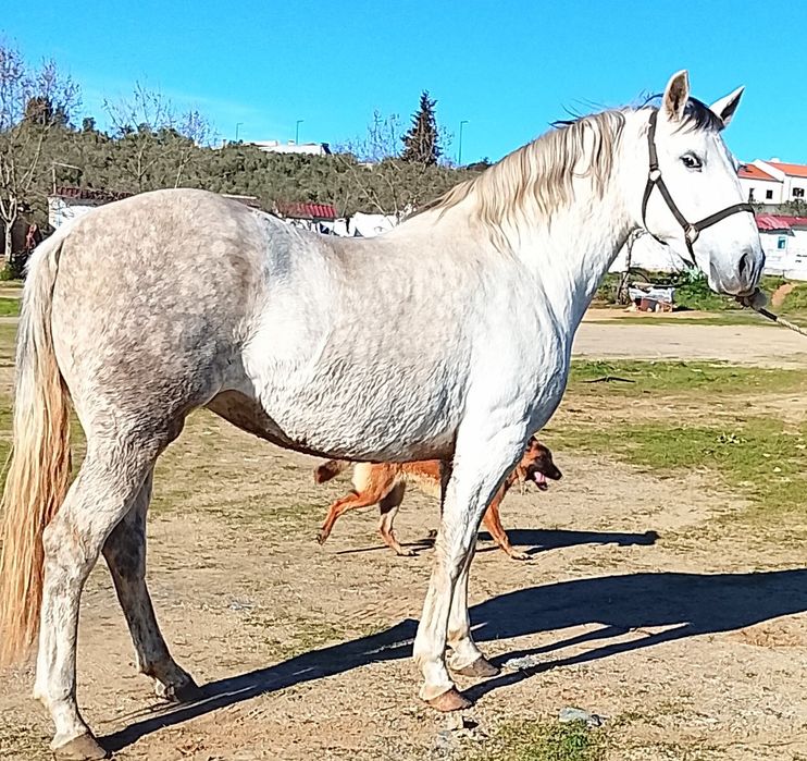 Égua típica.      .