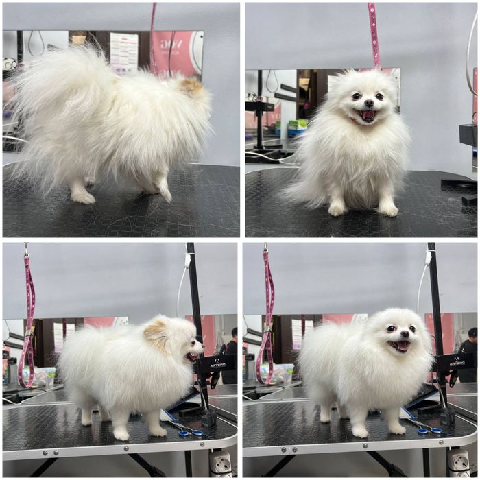 Грумер початківець шукаю моделей для стрижки