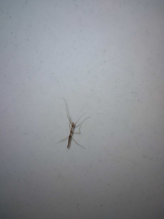 Patyczaki za darmo, nowe malutkie okazy