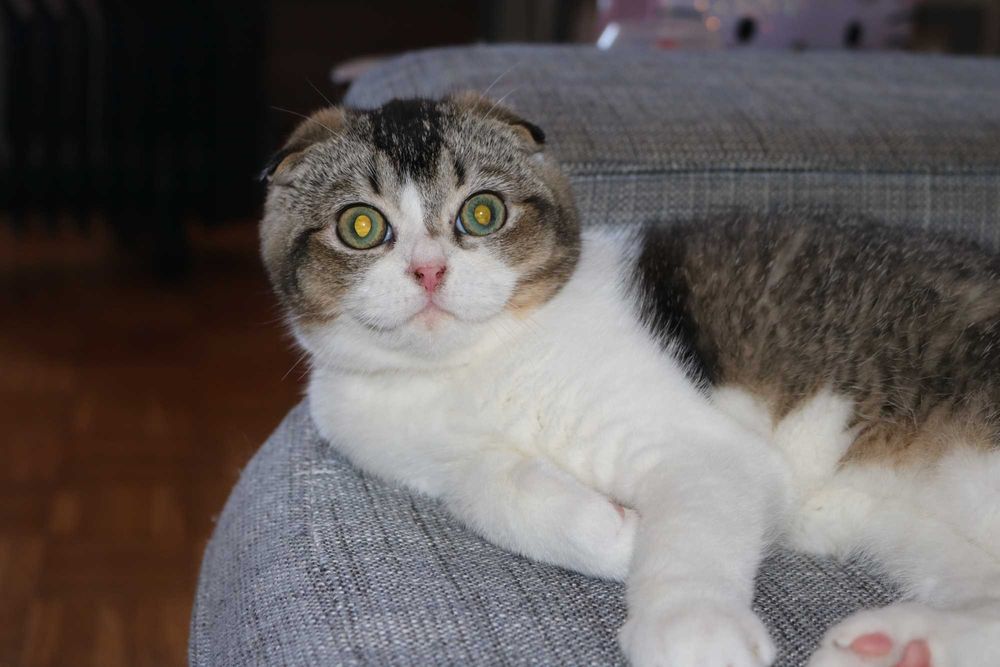 Um gatinho  scottish fold bicolor