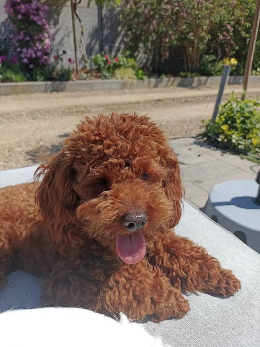 Maltipoo, Maltańczyk z Pudlem suczka samica Częstochowa