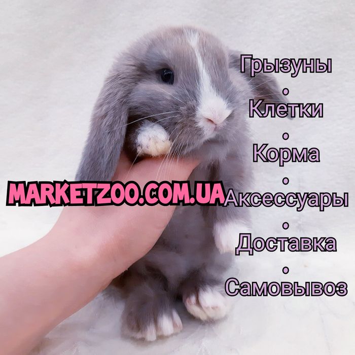Карликовые супер мини кролики декорат. торчеухие и вислоухие крольчата