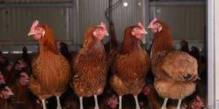 Kury nioski Rosa Messa Tetra ISA Dominant Leghorn Sendi ! Zapraszam !