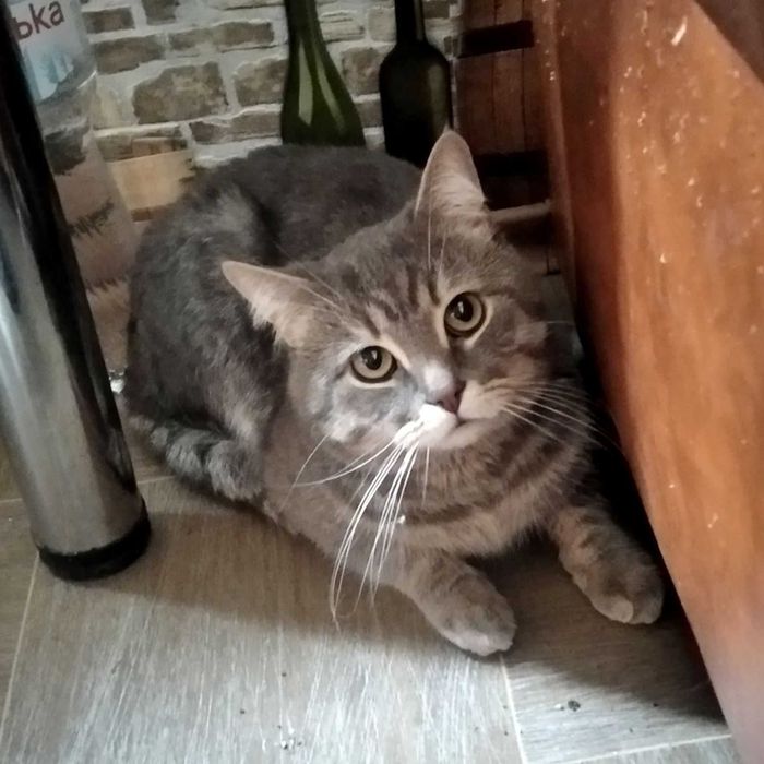 Котик  серый  с полосками а-ля вискас  3,5 года ветпаспорт прививки