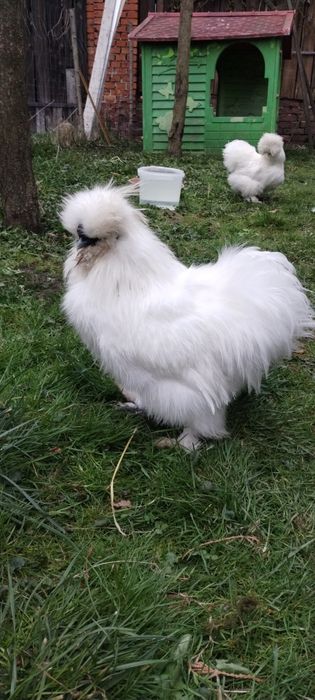 jajka silka silki biała czekoladowa, pary  kura kogut
