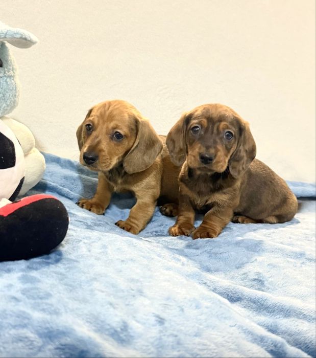 Teckel excelente menino