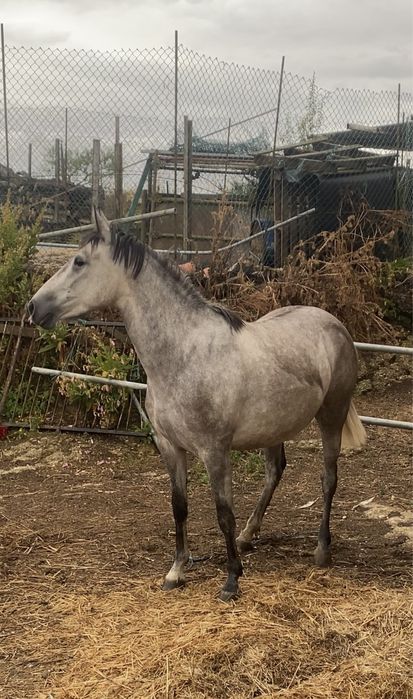 Égua  com 5 anos