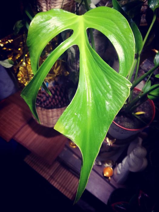 Monstera Burle Marx Flame philodendron RZADKOŚĆ kolekcjonerska natura