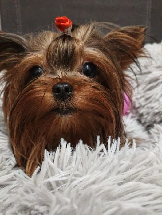 SPRZEDAM szczeniaczka suczka