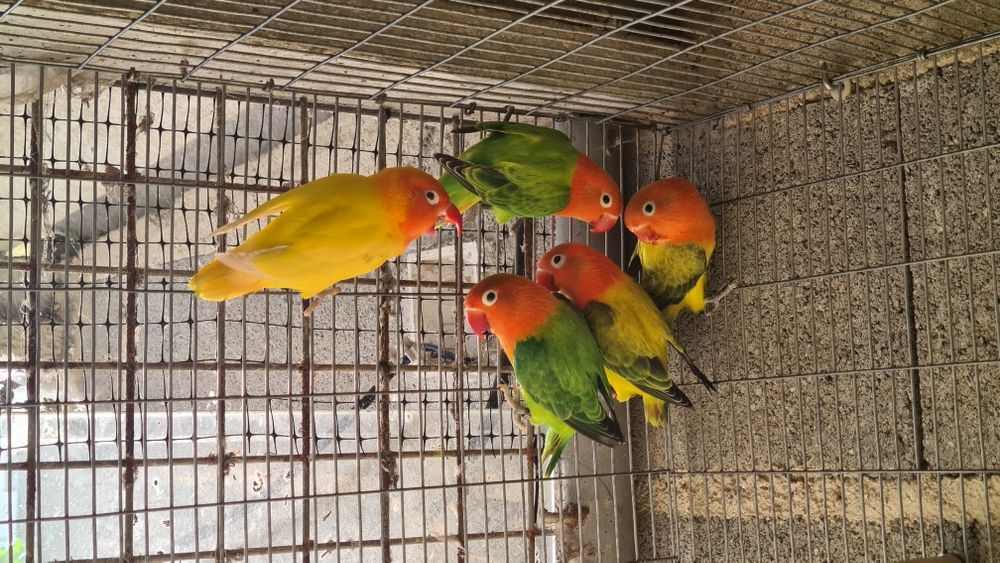 Agapornis fischer