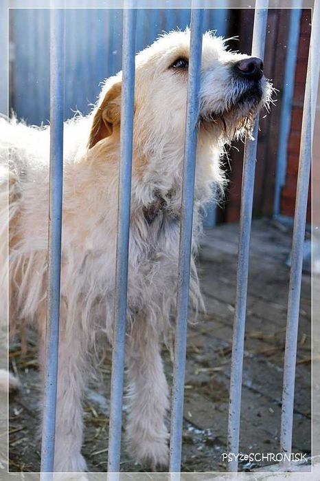 Baca - kudłaty wesołek chce dać Ci swoje serce