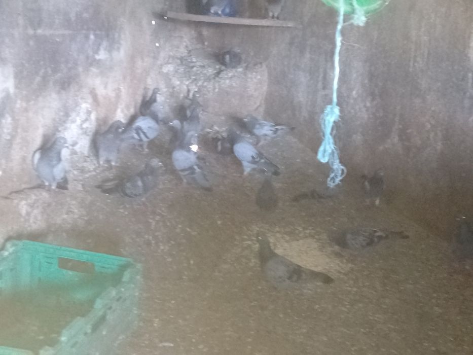 Troco por pombas de leque
