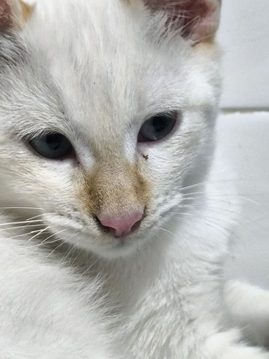 Gatinha para adoção responsável