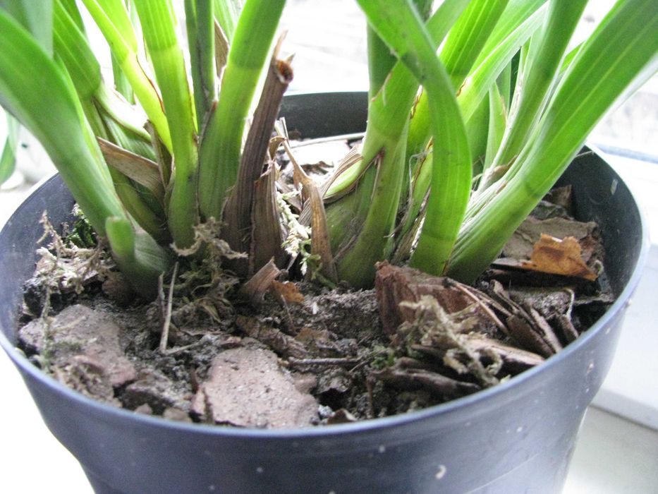 Орхідея цимбідіум.