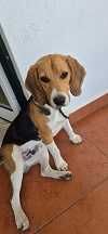 Cão Beagle Muito Bonito e inteligente