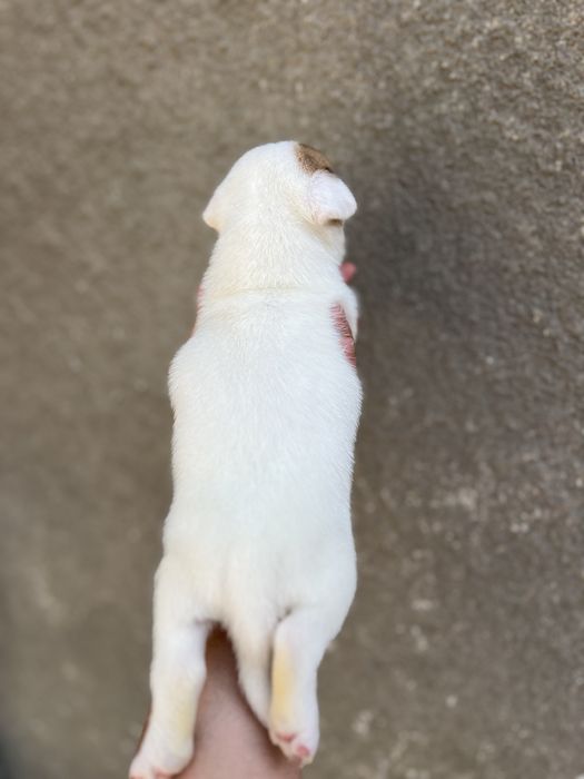 Носик - курносик ( хлопчик джек рассел )