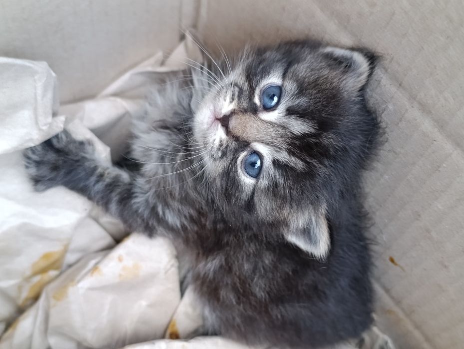 Котики шукають дім