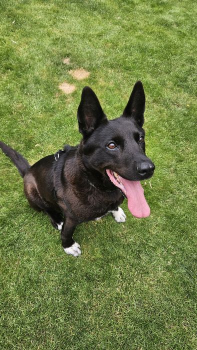 Sonia,suczka w typie owczarka szuka domu