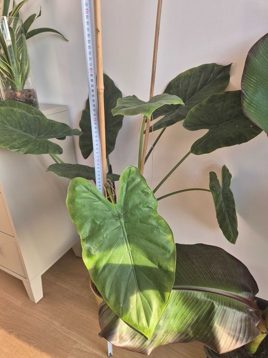 Kwiat Alokazja (Ventii)