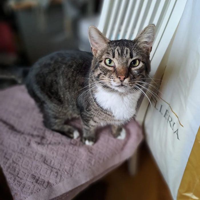 Отдам полосатого кота, кастрирован, привит, 2 года