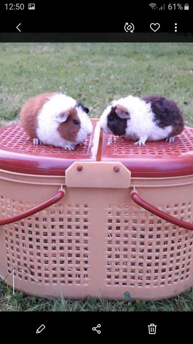 Американська Тедді