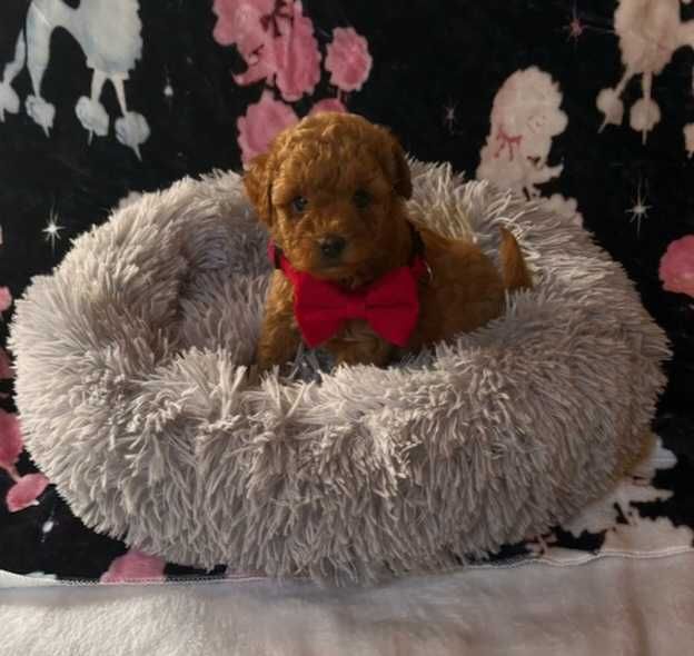 Pudel toy red  suczka