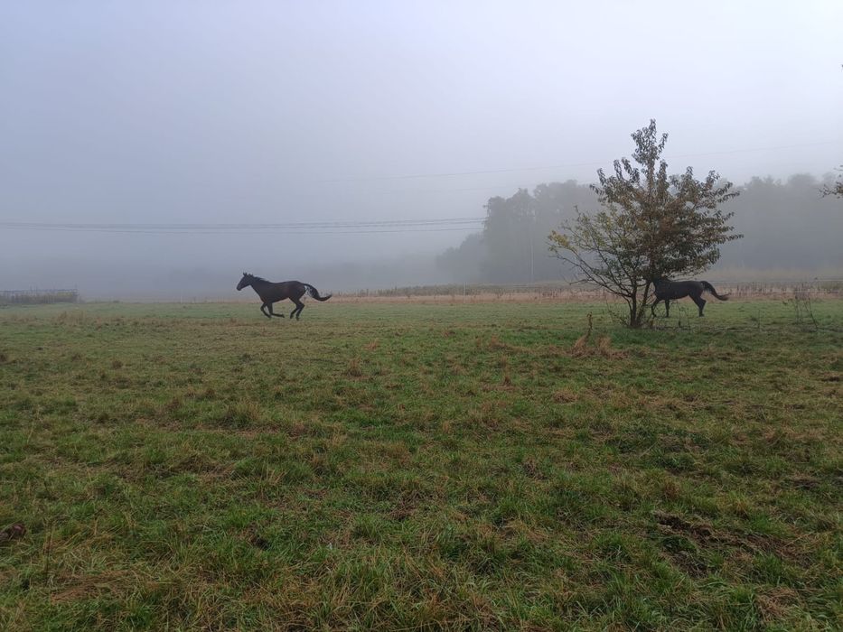 Wynajem boksów - Stajnia Eques