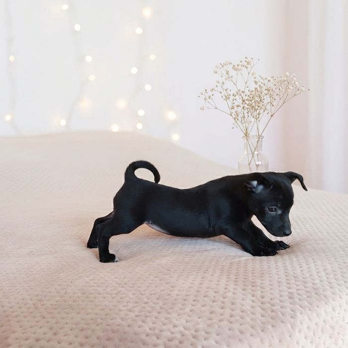 Цуценята маленької породи