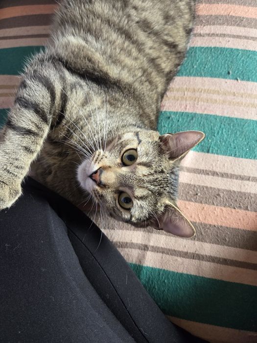 Kotki do adopcji